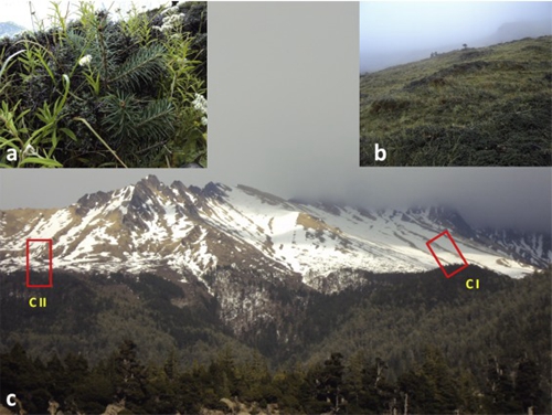 高山樹線動態變化規律和氣候驅動因子研究
