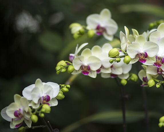 武漢植物園花展持續到4月上旬