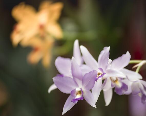武漢植物園花展持續到4月上旬