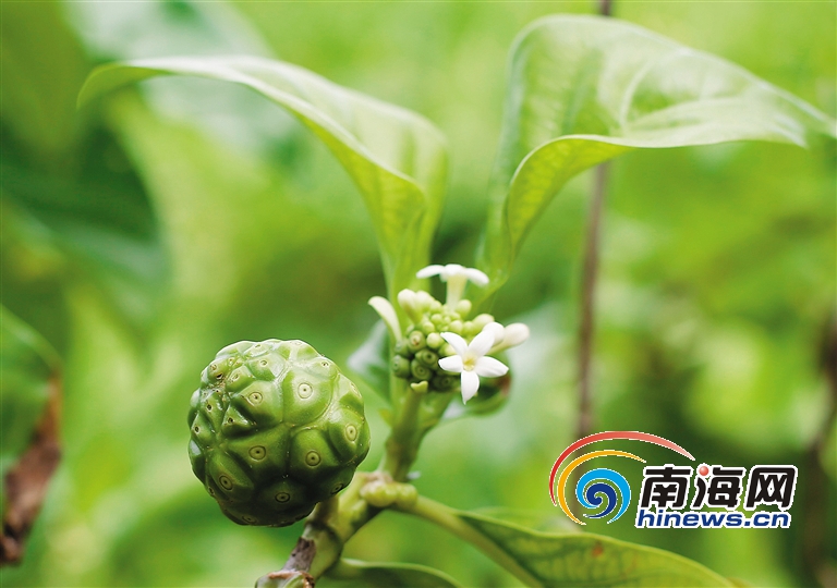西沙諾尼：茜草科植物“女王”