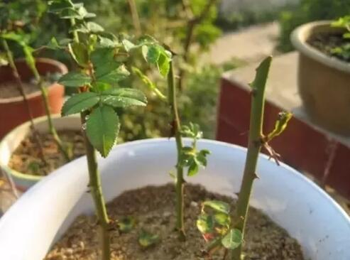 11種能讓扦插花卉快速生根的方法小技巧
