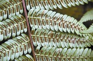 深圳共5種桫欏被為國家重點保護野生植物