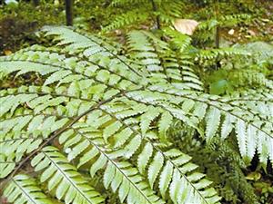 深圳共5種桫欏被為國家重點保護野生植物