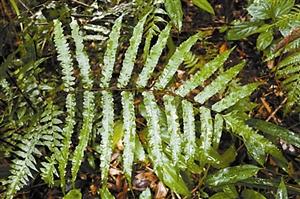 深圳共5種桫欏被為國家重點保護野生植物
