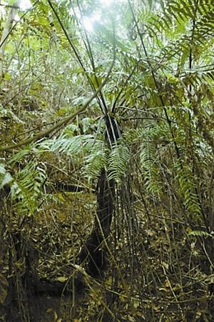 深圳共5種桫欏被為國家重點保護野生植物