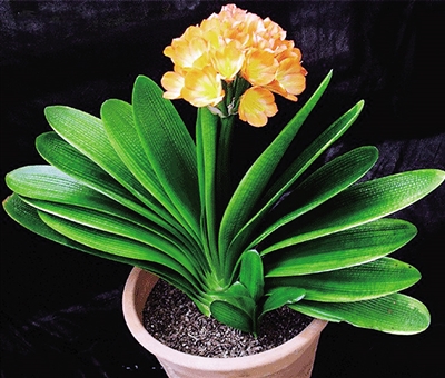 春季最適合養(yǎng)的室內(nèi)植物