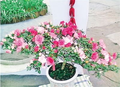 春季最適合養(yǎng)的室內(nèi)植物