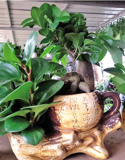 春季最適合養(yǎng)的室內(nèi)植物