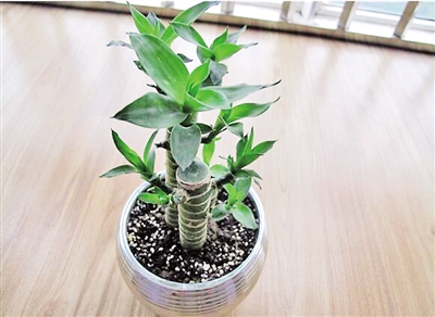 春季最適合養(yǎng)的室內(nèi)植物