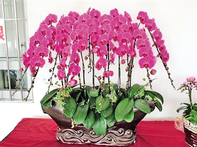 春季最適合養(yǎng)的室內植物