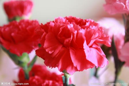 適合情人節(jié)送的花及送花寓意盤點(diǎn)