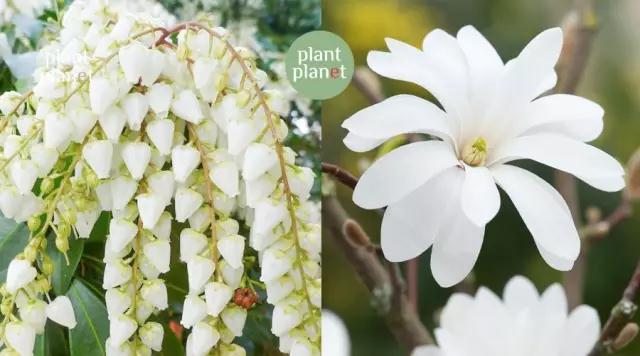 六種你不能錯(cuò)過(guò)的早春開(kāi)花的最美灌木
