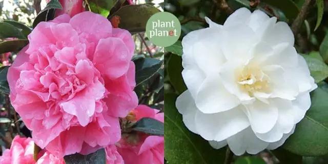 六種你不能錯(cuò)過(guò)的早春開(kāi)花的最美灌木