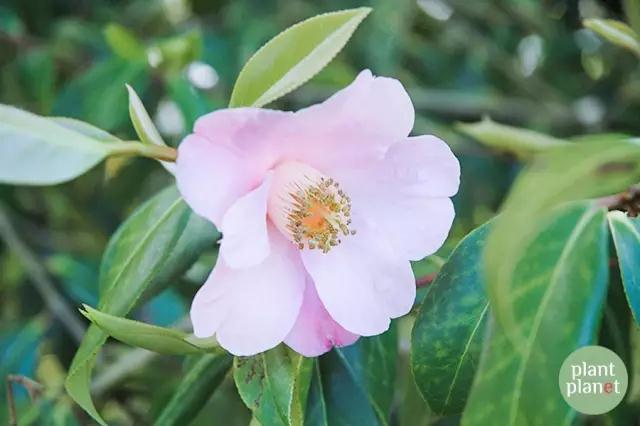六種你不能錯(cuò)過(guò)的早春開(kāi)花的最美灌木