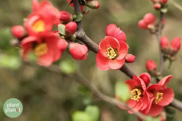 六種你不能錯(cuò)過(guò)的早春開(kāi)花的最美灌木