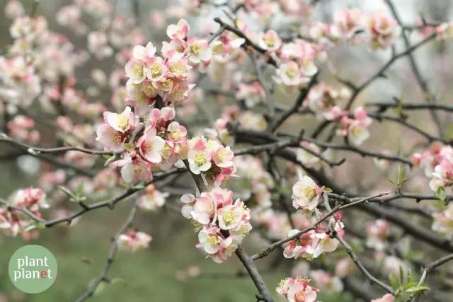 六種你不能錯(cuò)過(guò)的早春開(kāi)花的最美灌木