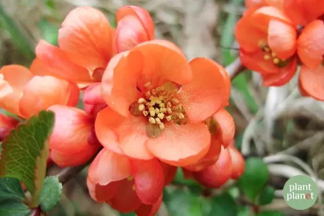 六種你不能錯(cuò)過(guò)的早春開(kāi)花的最美灌木