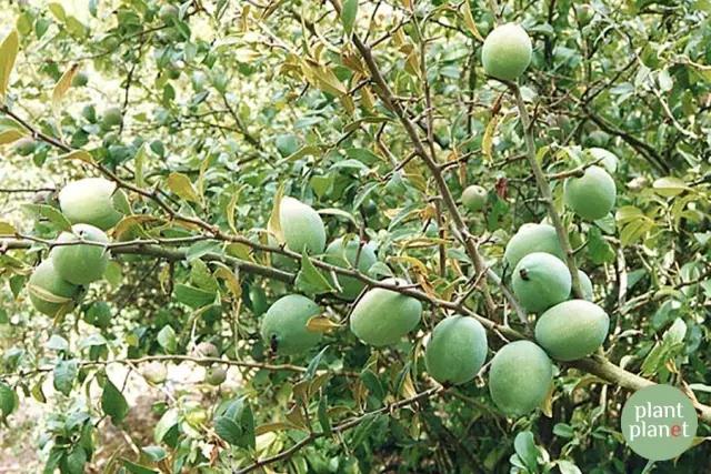 六種你不能錯(cuò)過(guò)的早春開(kāi)花的最美灌木