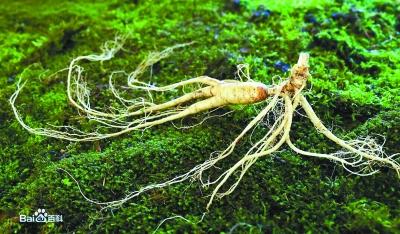 瀕危野生植物 不保護(hù)將滅絕
