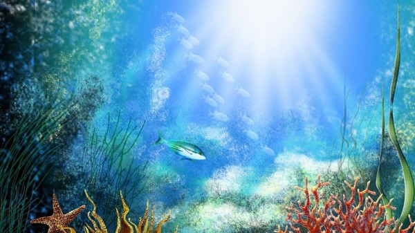 海水中的植物如何吸收陽光