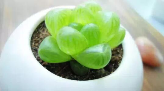 2017年養(yǎng)這些植物最旺財運