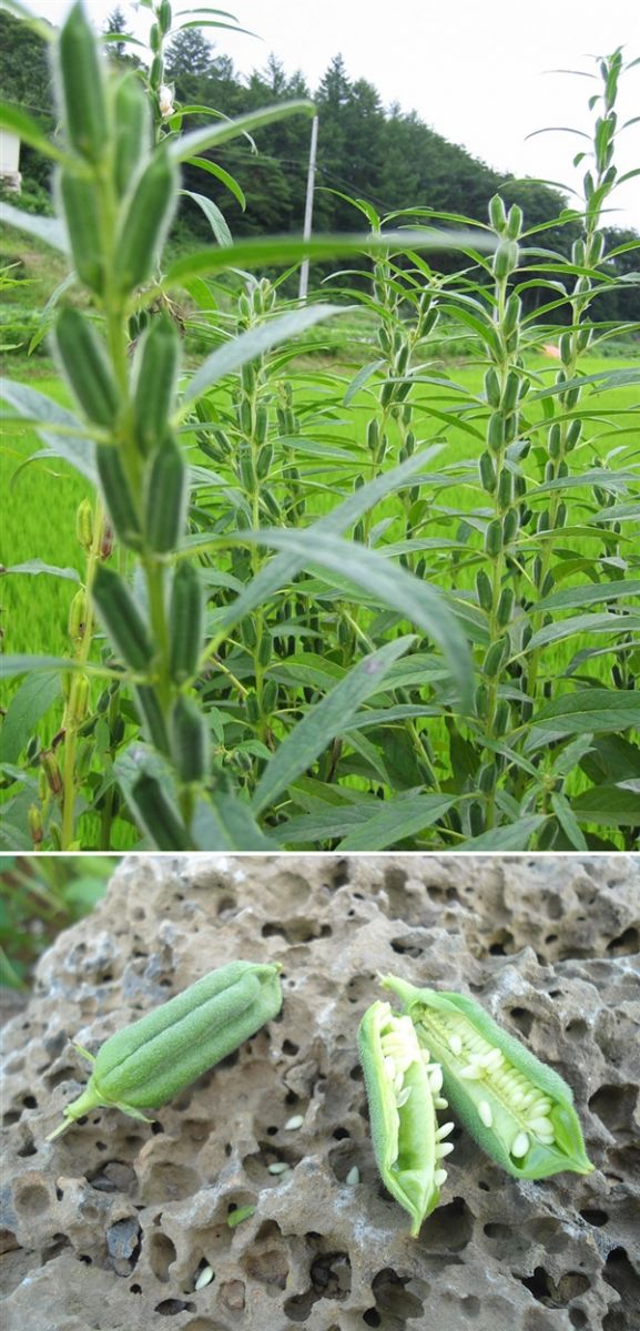 一些植物從開花到結果的照片