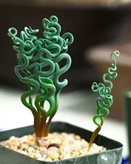 史上最奇特植物