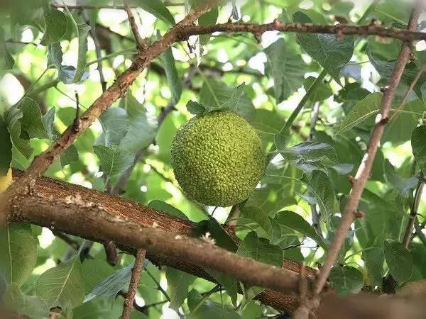 植物染料種類