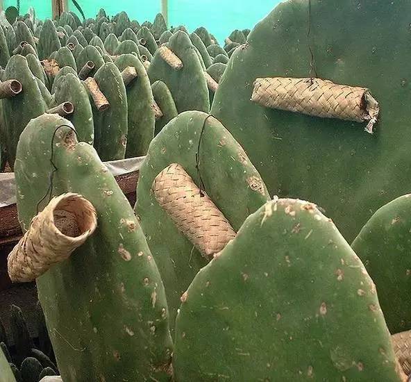 植物染料種類