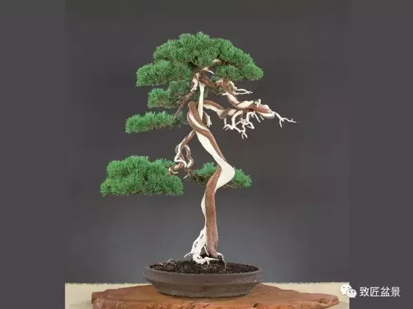 盆景知識：栽培與養(yǎng)護的九個要素