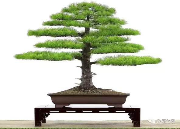 盆景知識：栽培與養(yǎng)護的九個要素