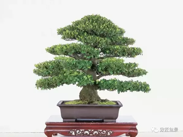 盆景知識：栽培與養(yǎng)護的九個要素