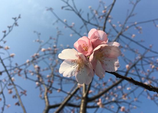 上海植物園發(fā)布3月上旬花訊