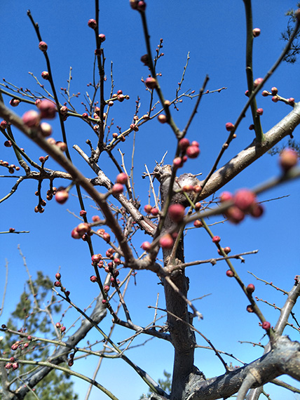煙臺植物園梅花3月中旬進入最佳觀賞期