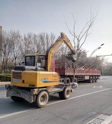 濱州引進(jìn)新樹(shù)種流蘇打造特色街道園林景觀