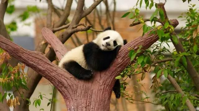 中國第一個國家公園，就要“滾滾”而來啦！
