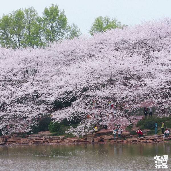 湖南省植物園的櫻花綻放