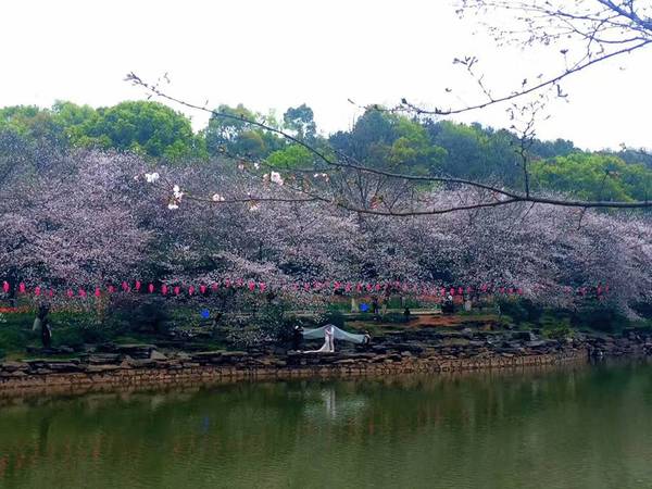 湖南省植物園的櫻花綻放