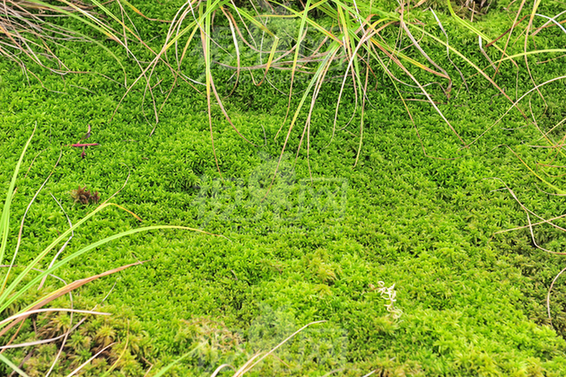苔蘚植物：植物中的“小矮人”