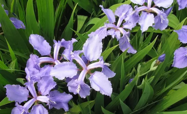 這些美麗卻危險(xiǎn)的花木，注意保持距離！