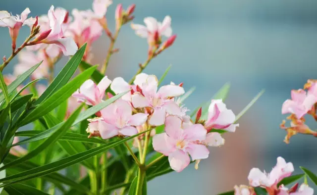 這些美麗卻危險(xiǎn)的花木，注意保持距離！