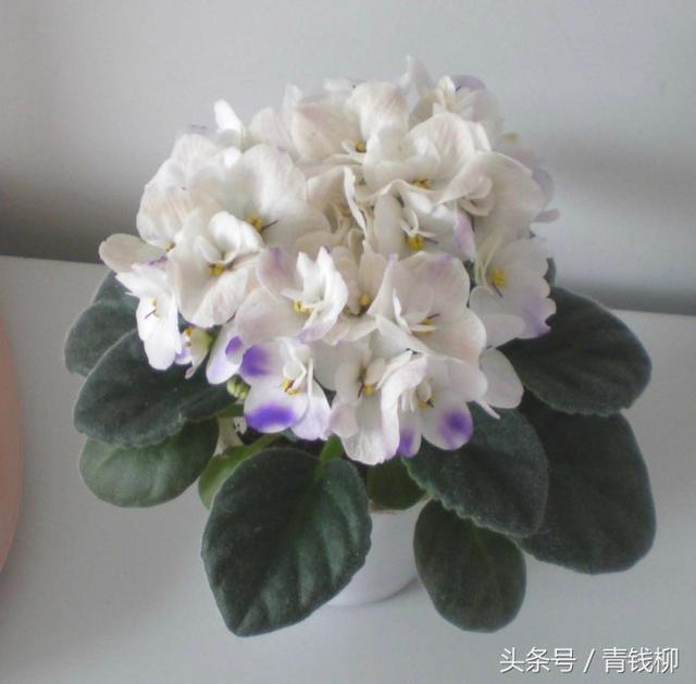 紫羅蘭的栽培技術(shù)：提高紫羅蘭的生長品質(zhì)