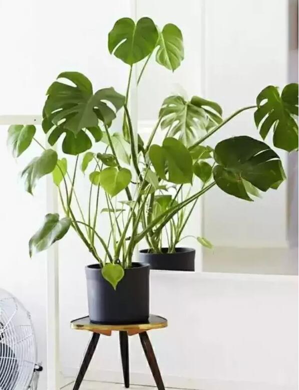 適合家庭栽培的吸毒植物，你知道哪些？