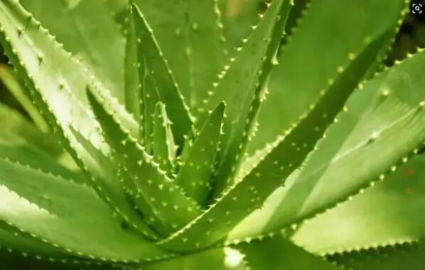 適合家庭栽培的吸毒植物，你知道哪些？