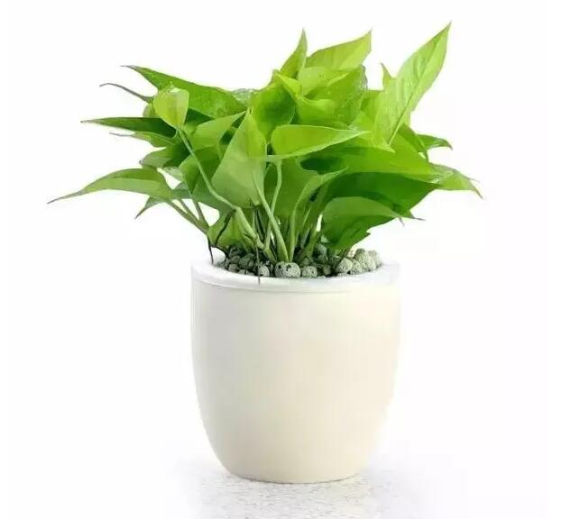 適合家庭栽培的吸毒植物，你知道哪些？