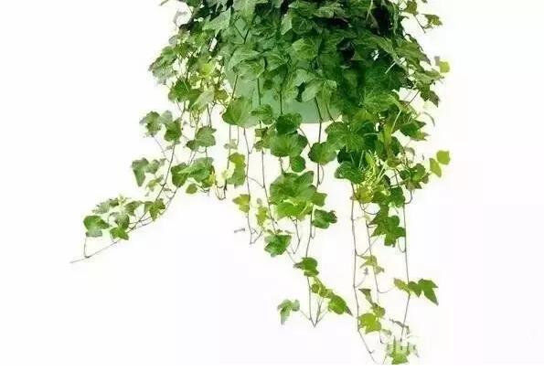 適合家庭栽培的吸毒植物，你知道哪些？