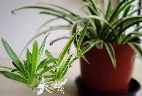 適合家庭栽培的吸毒植物，你知道哪些？