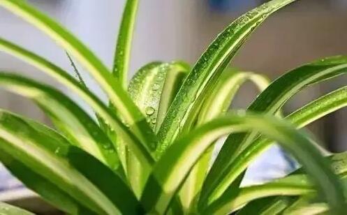 適合家庭栽培的吸毒植物，你知道哪些？
