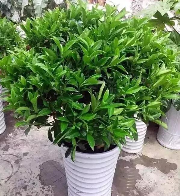 適合家庭栽培的吸毒植物，你知道哪些？