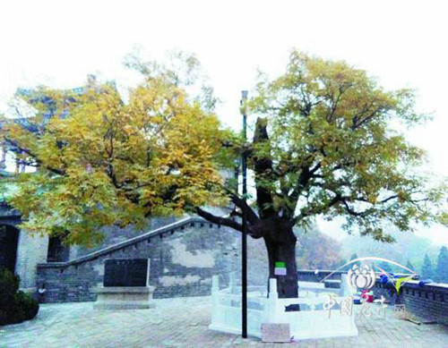 邯鄲叢臺(tái)公園一級(jí)國(guó)槐古樹(shù)保護(hù)工程完工